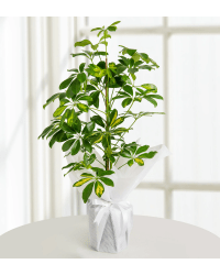 Schefflera (Şeflera) Çiçeği