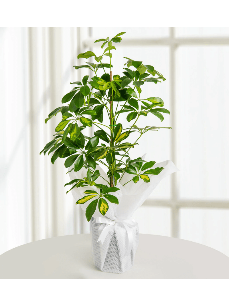 Schefflera (Şeflera) Çiçeği