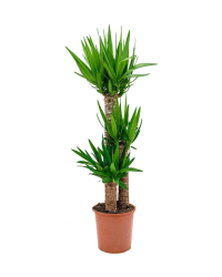 Yucca Çiçeği 3'lü