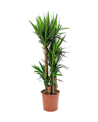 Yucca Çiçeği 4'lü