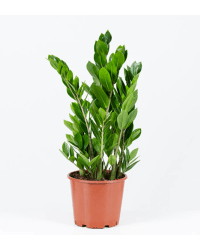 Zamifolia Zamioculcas Çiçeği