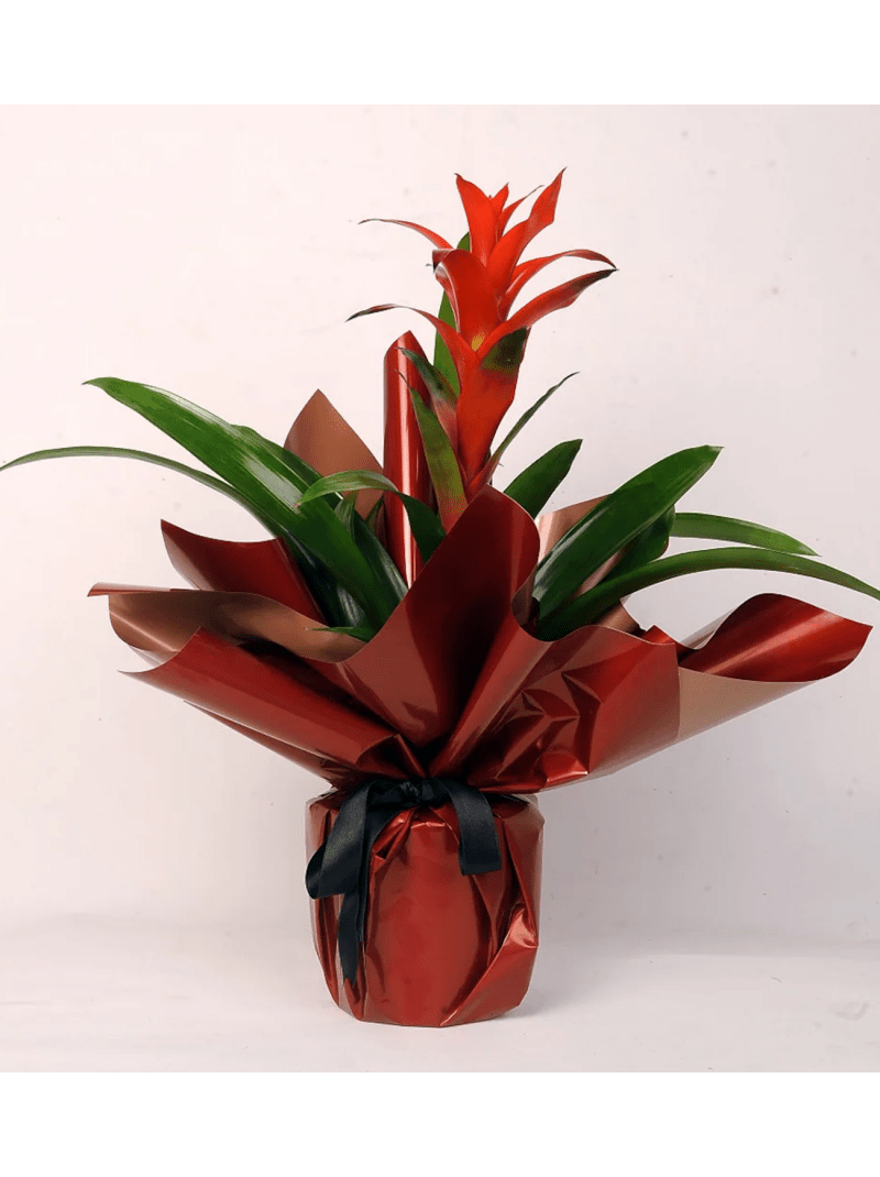 Guzmanya (Guzmania) Çiçeği