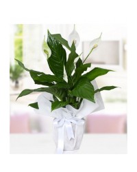 Barış Çiçeği (Spathiphyllum)