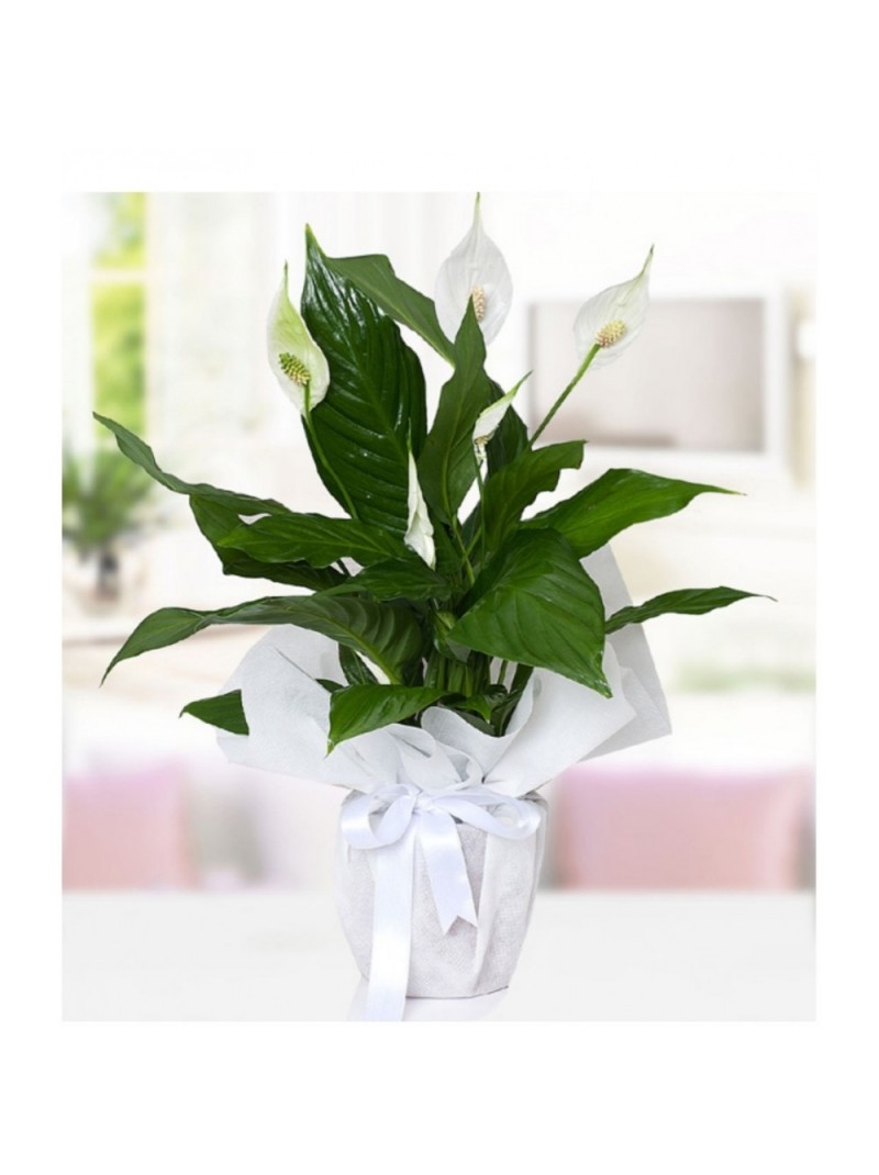 Barış Çiçeği (Spathiphyllum)